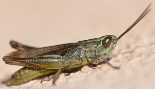 Réf. 243 858 : Euchorthippus elegantulus